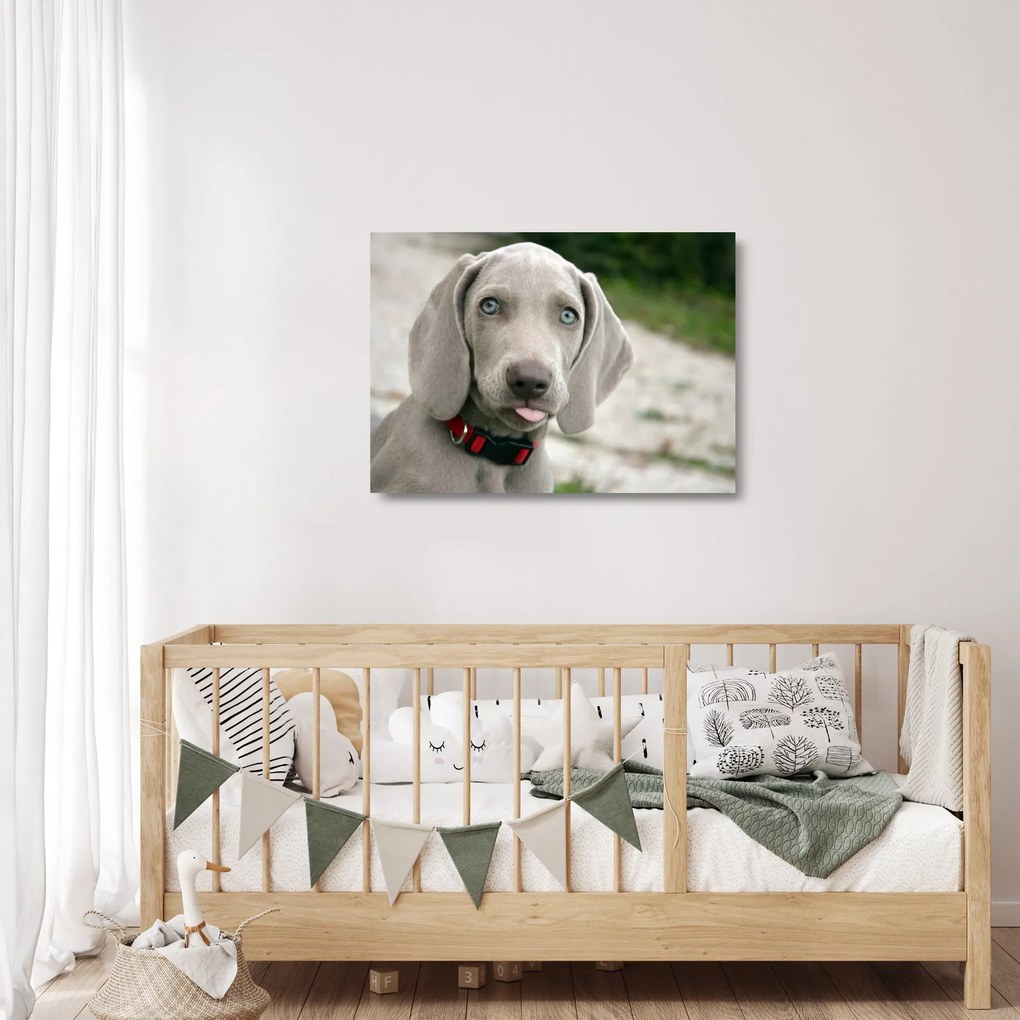 Tablou pe sticlă - cățeluș weimaraner (70x50 cm)