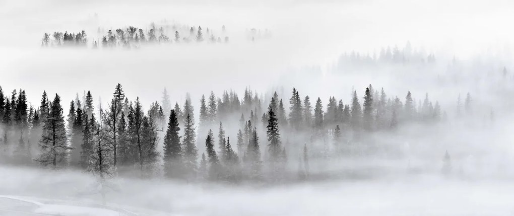 Fototapet, Calm Forest, Rebel Walls