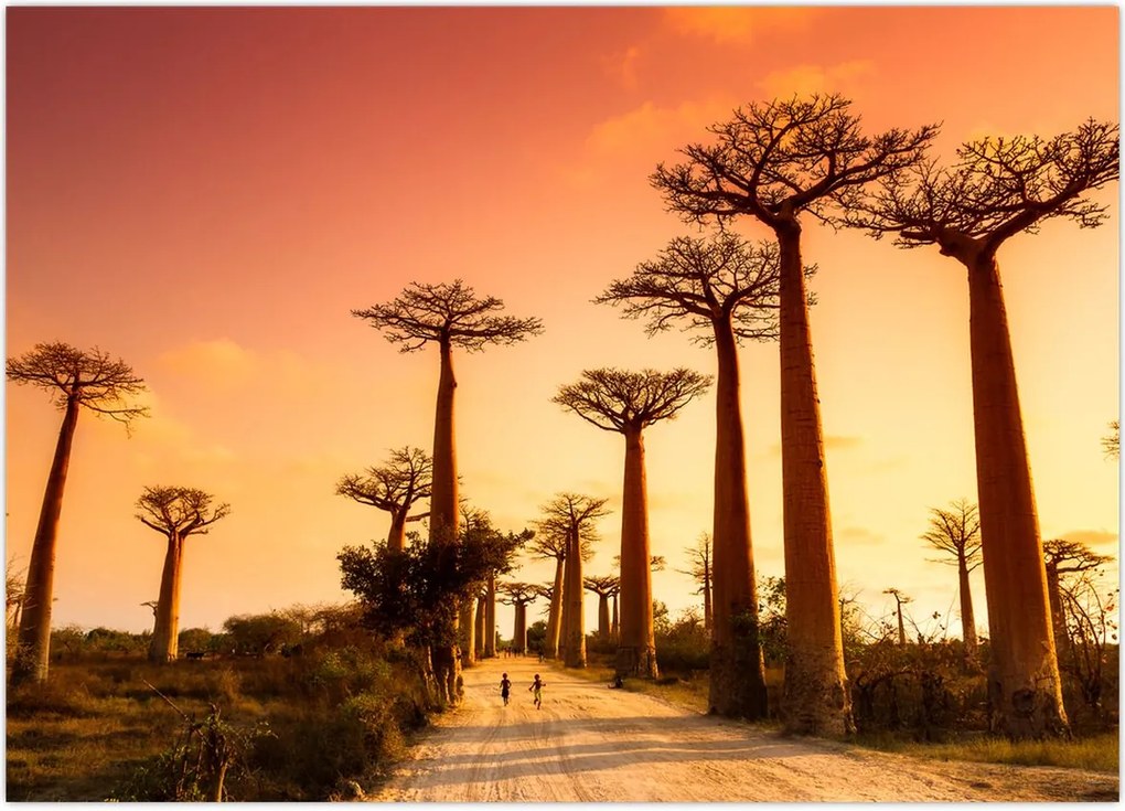 Tablou - Apus de soare pe Aleea Baobabilor (70x50 cm)