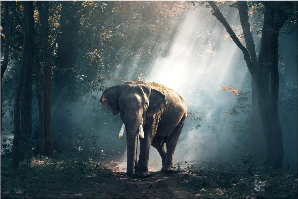 Tablou cu elefant în djunglă (90x60 cm)