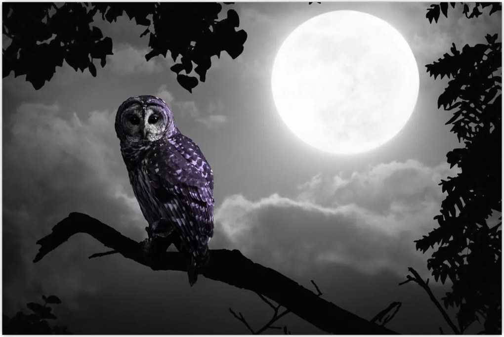 Tablou - Bufniță de noapte, bufniță mov (90x60 cm)