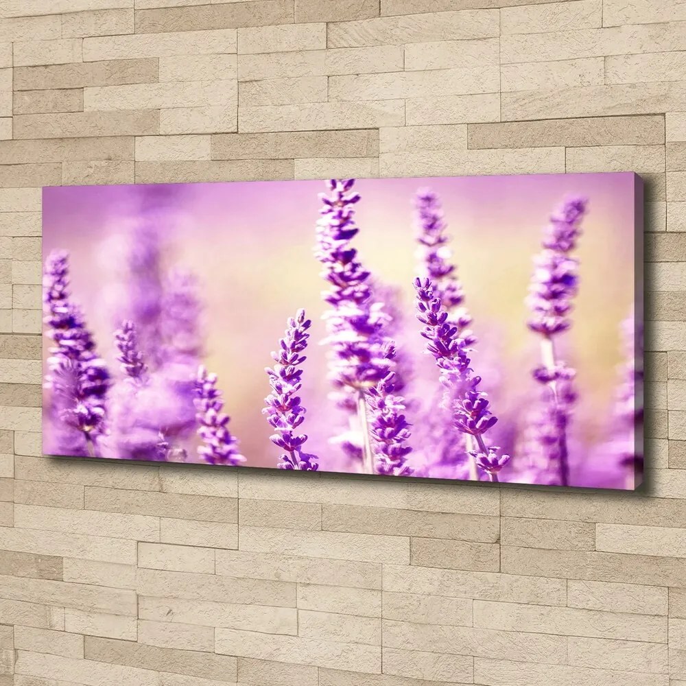 Tablou pe pânză canvas Lavandă