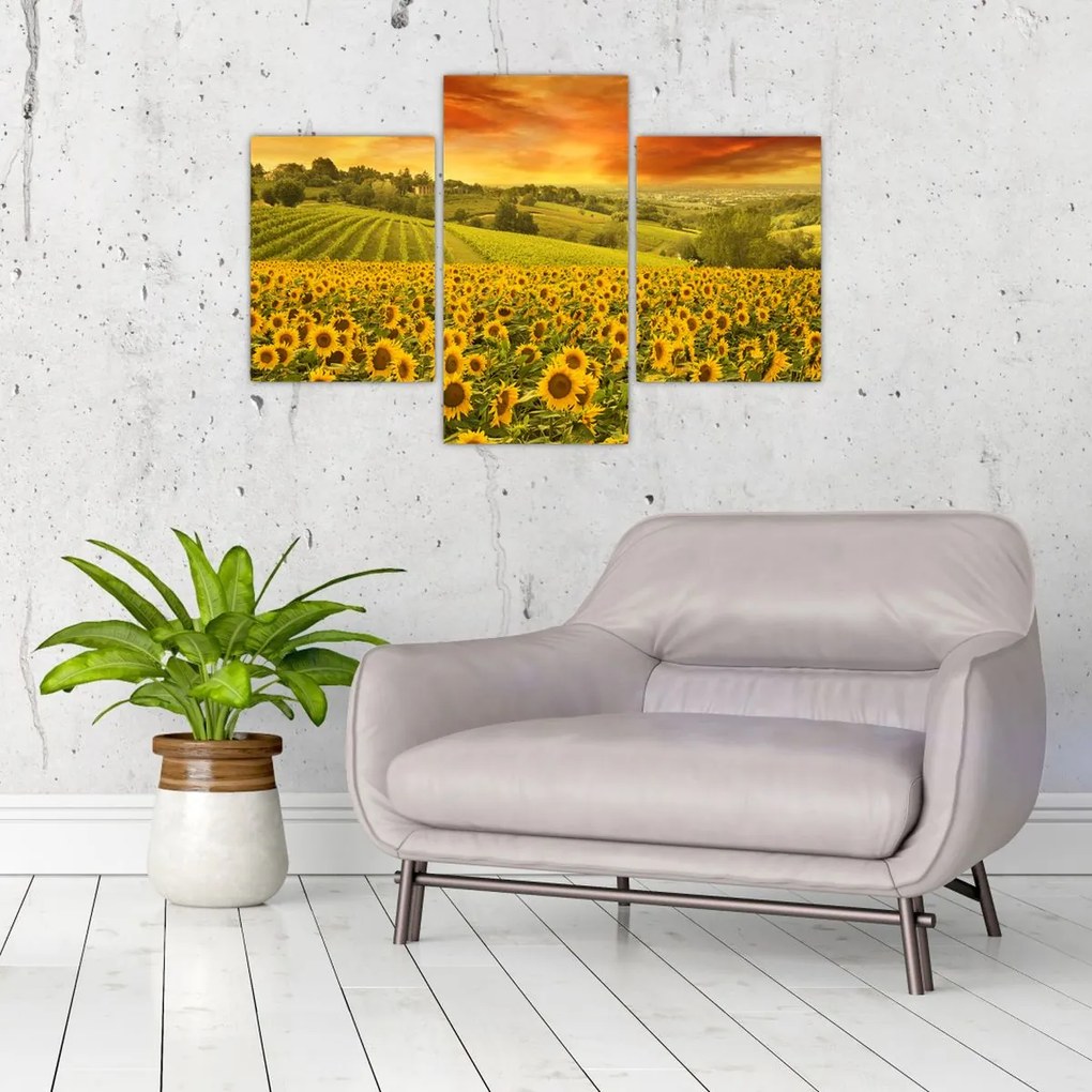 Tablou - Câmp de floarea-soarelui (90x60 cm)