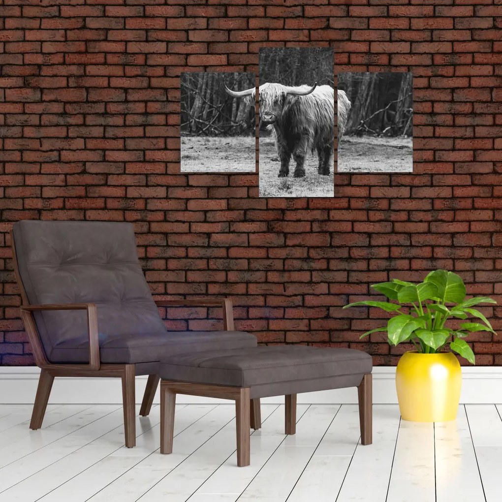 Tablou - Vacă scoțiană 3,alb-negru (90x60 cm)