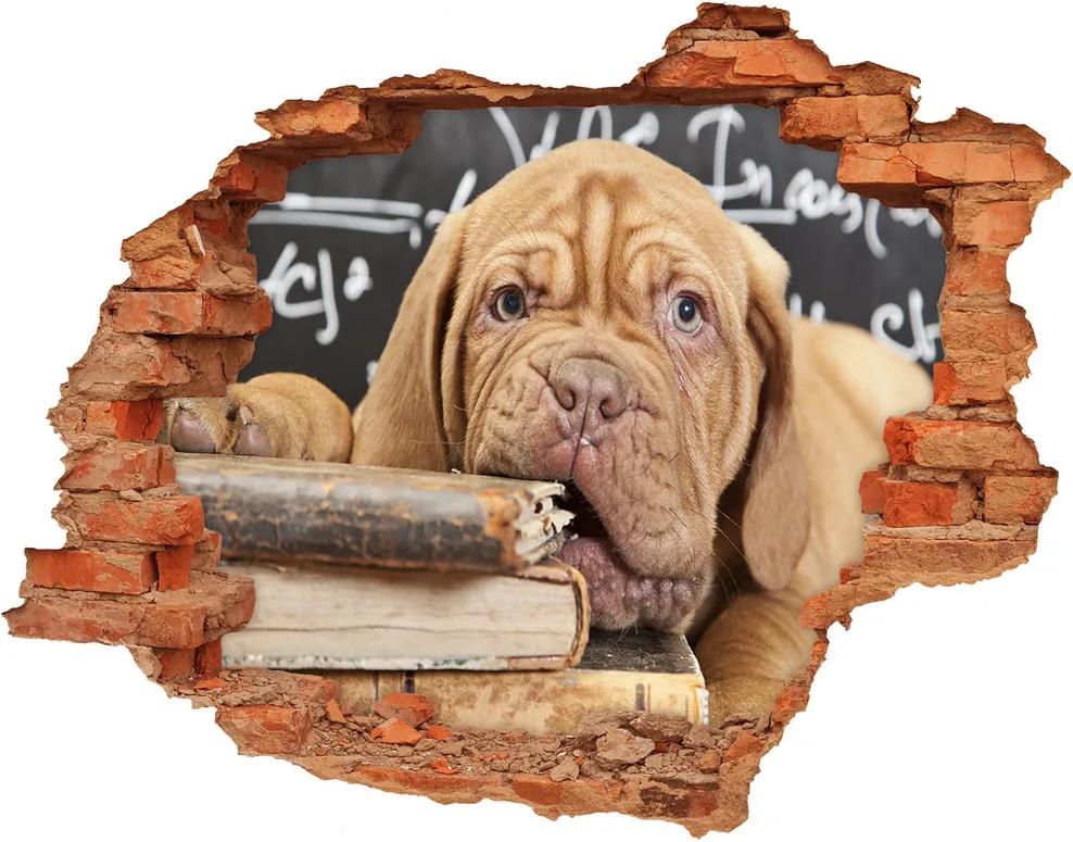 Fototapet 3D gaură în perete Câine musca o carte