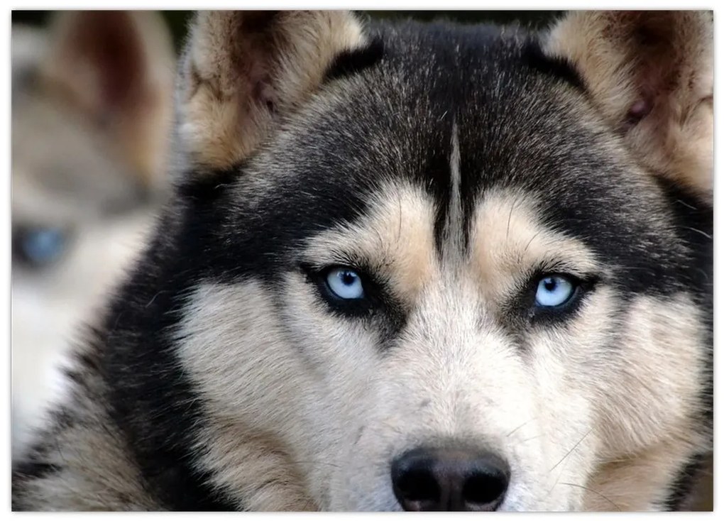 Tablou pe sticlă cu câinele husky (70x50 cm)