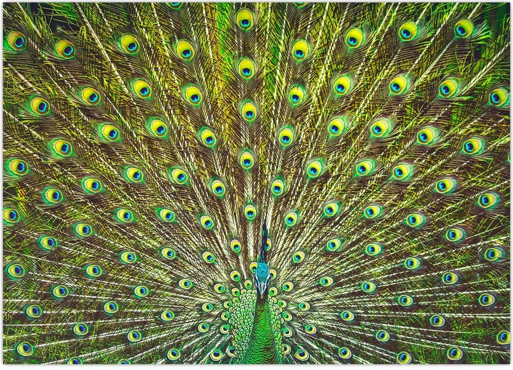 Tablou - Peacock (70x50 cm)