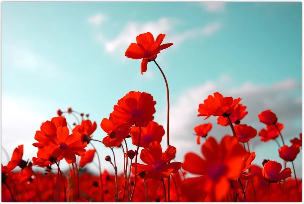 Tablou - Câmp cu flori roșu deschis (90x60 cm)
