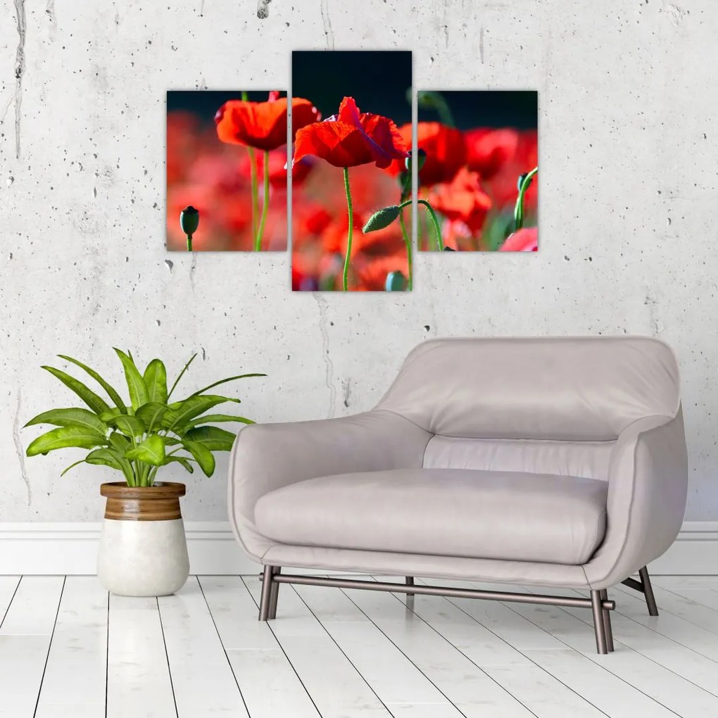 Tablou - flori de maci (90x60 cm)