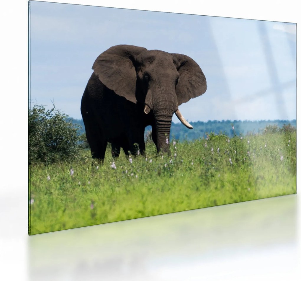 Tablou pe sticlă cu elefant (70x50 cm)