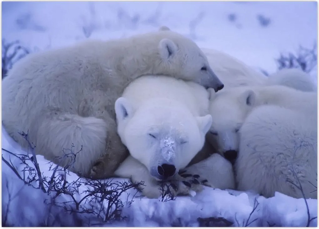 Tablou - Urși polari (70x50 cm)