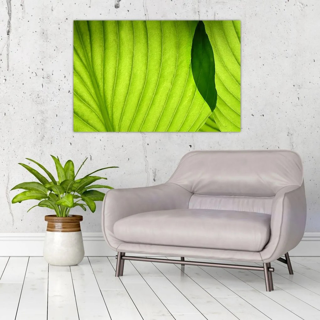 Tablou - Detaliu de frunză verde (90x60 cm)