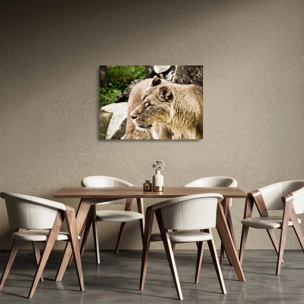 Tablou pe sticlă cu leoaică (70x50 cm)