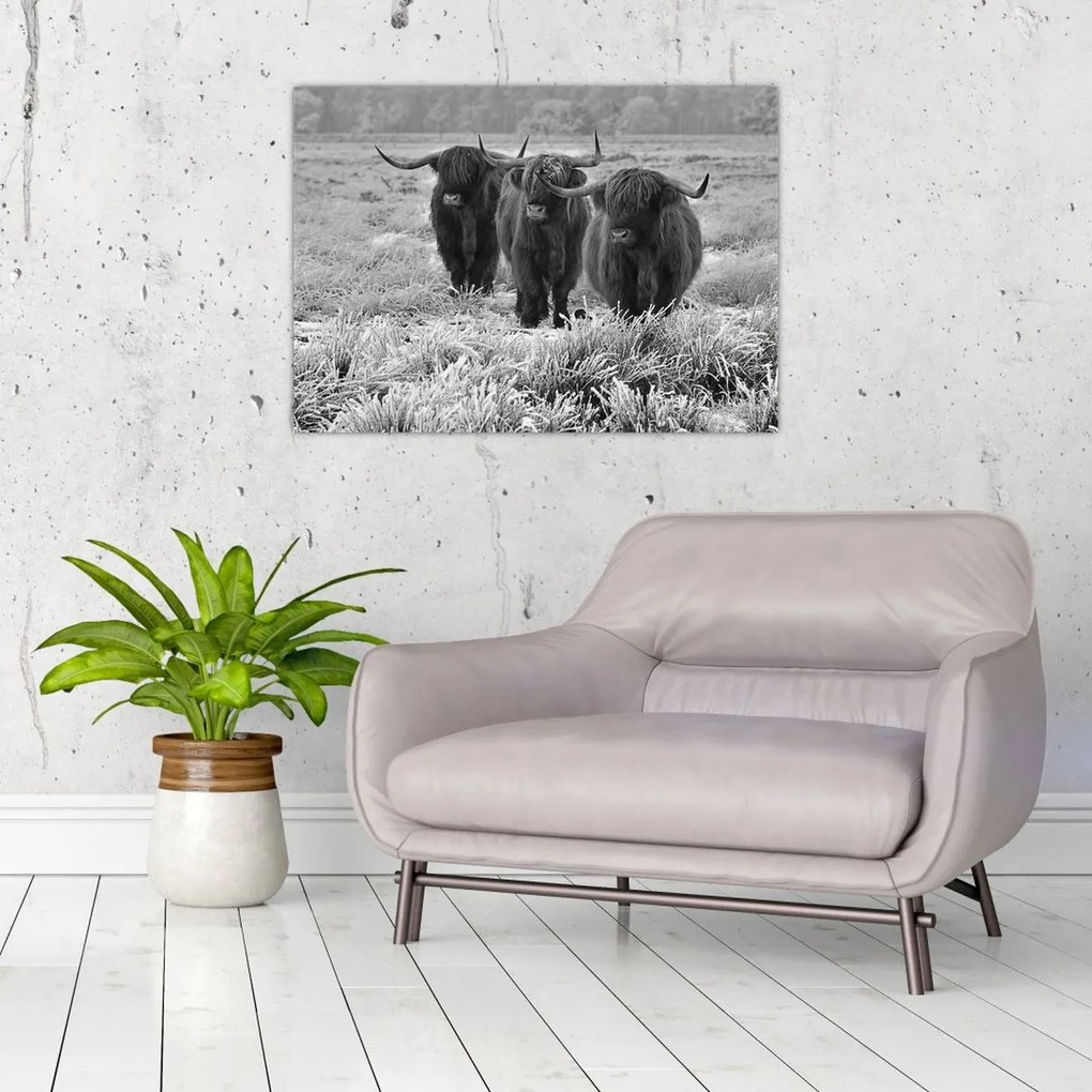 Tablou - Vaci scoțiene (70x50 cm)
