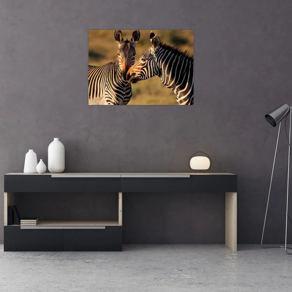 Tablou pe sticlă - Două zebre (70x50 cm)