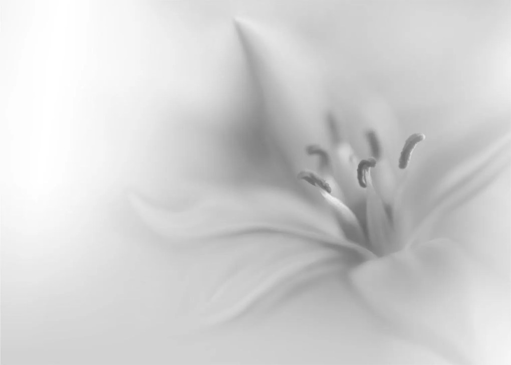 Tablou - Crin delicat (70x50 cm)