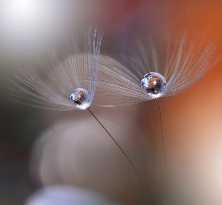 Fotografie Immortal Love, Juliana Nan