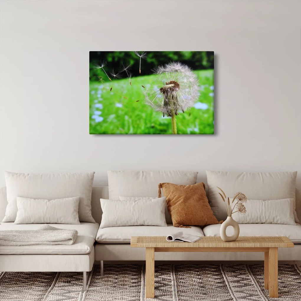 Tablou cu păpădie (90x60 cm)