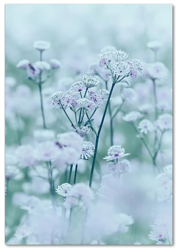 Tablou pe pe sticlă Astrantia