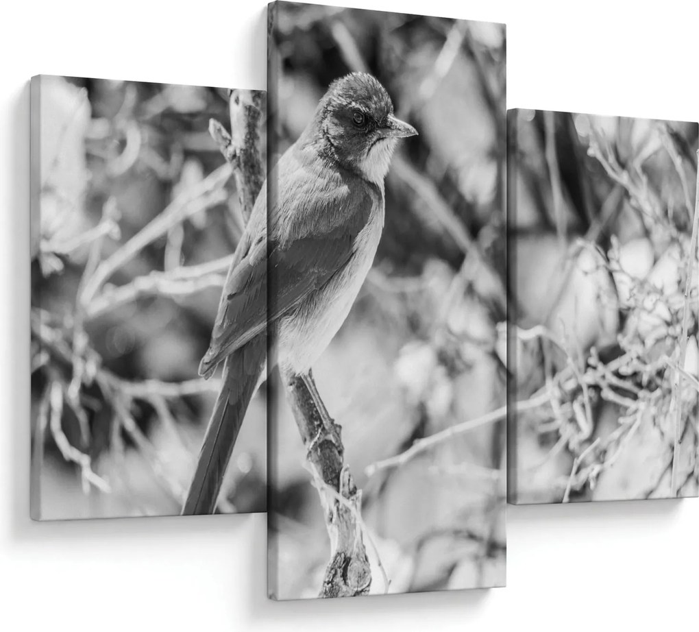 Tablou - Bluebird în timpul iernii (90x60 cm)