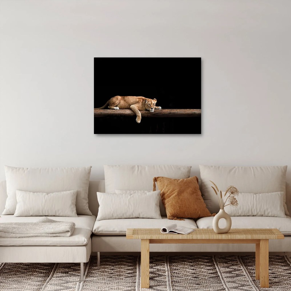 Tablou - Lioness (70x50 cm)