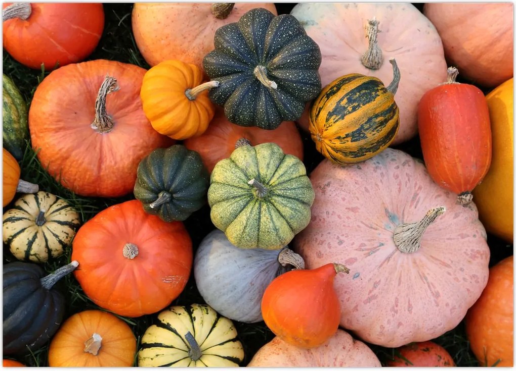 Tablou - Dovleac (70x50 cm)