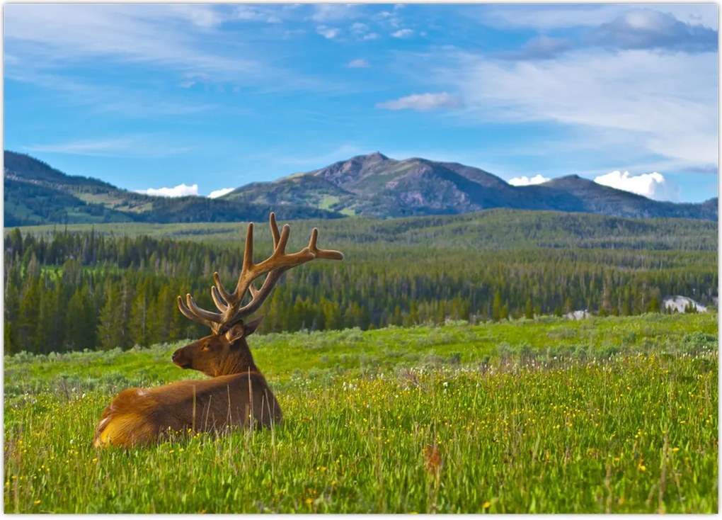 Tablou - Cerb în luncă (70x50 cm)