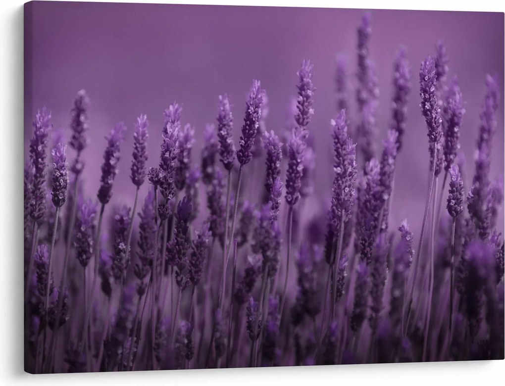 Tablou - Lavanda (70x50 cm)
