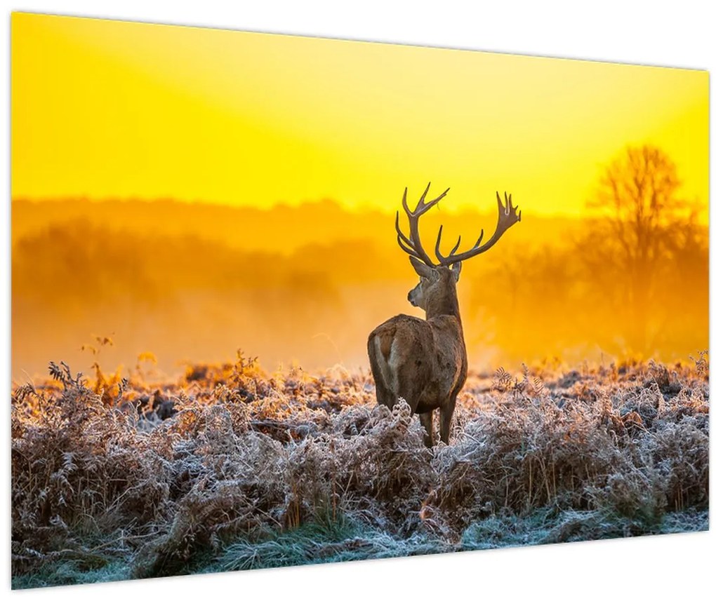 Tablou - Cerb la răsăritul soarelui (90x60 cm)