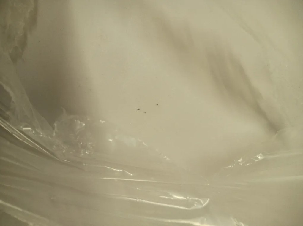 OFERTA Scaun de masa OSAKA plastic, alb II. calitate
