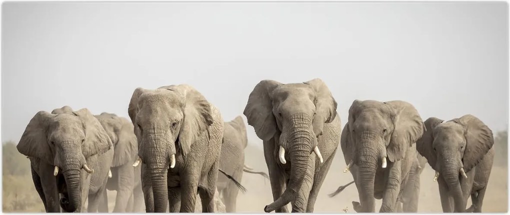Tablou - Turmă de elefanți (120x50 cm)