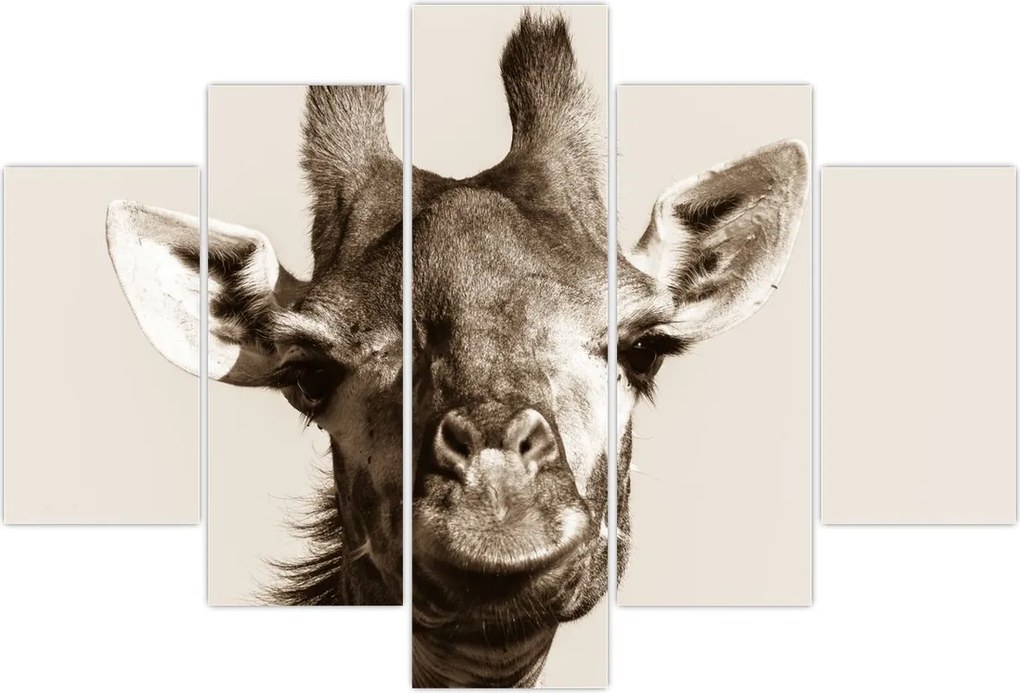 Tablou - Portret de girafă, de epocă (150x105 cm)