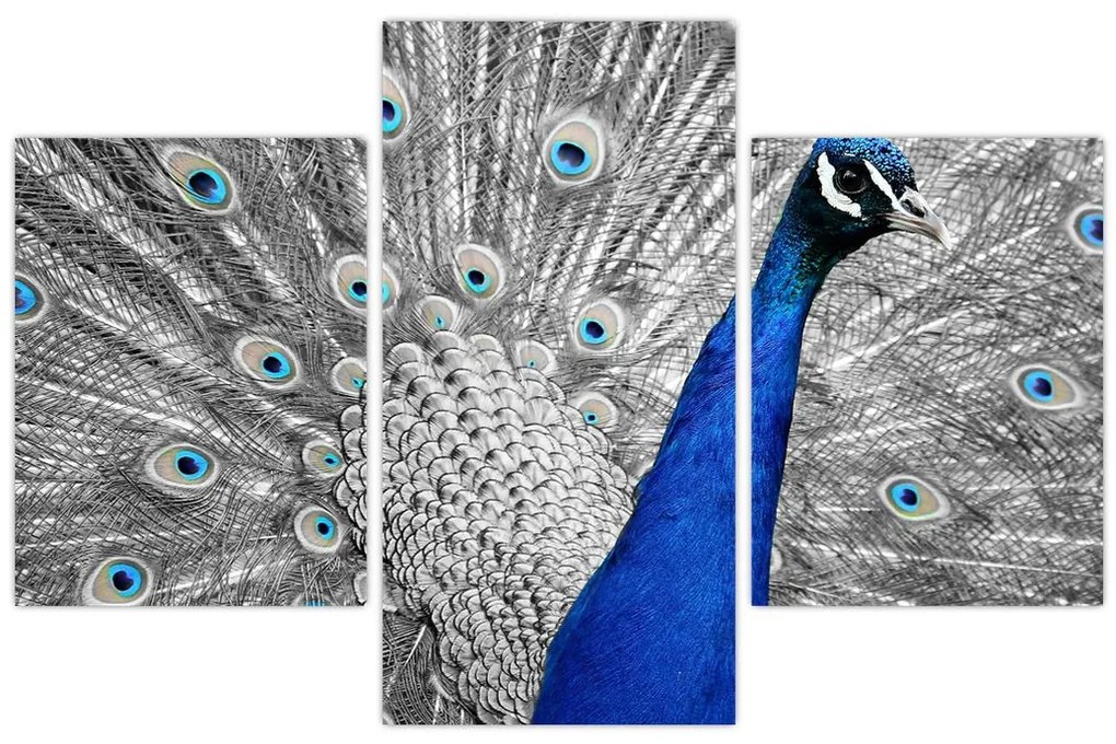 Tablou - păun albastru (90x60 cm)