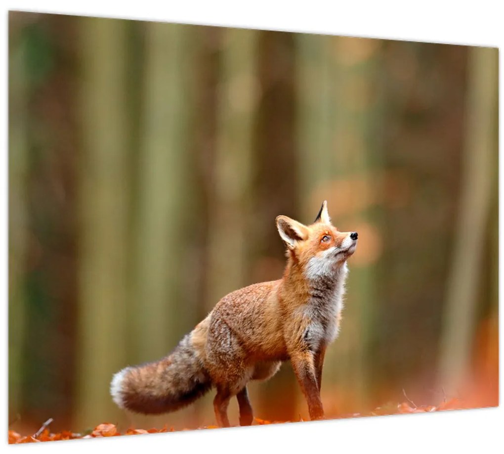 Tablou - Vulpe (70x50 cm)