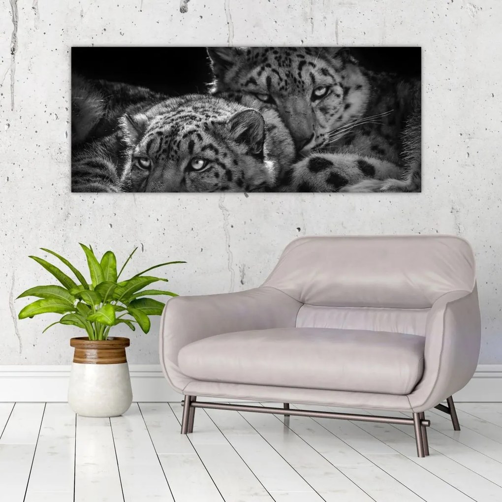 Tablou - Gheparzi care se odihnesc (120x50 cm)