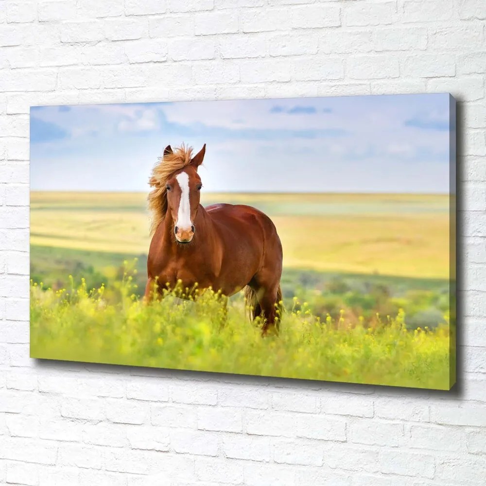 Print pe canvas Cal maro