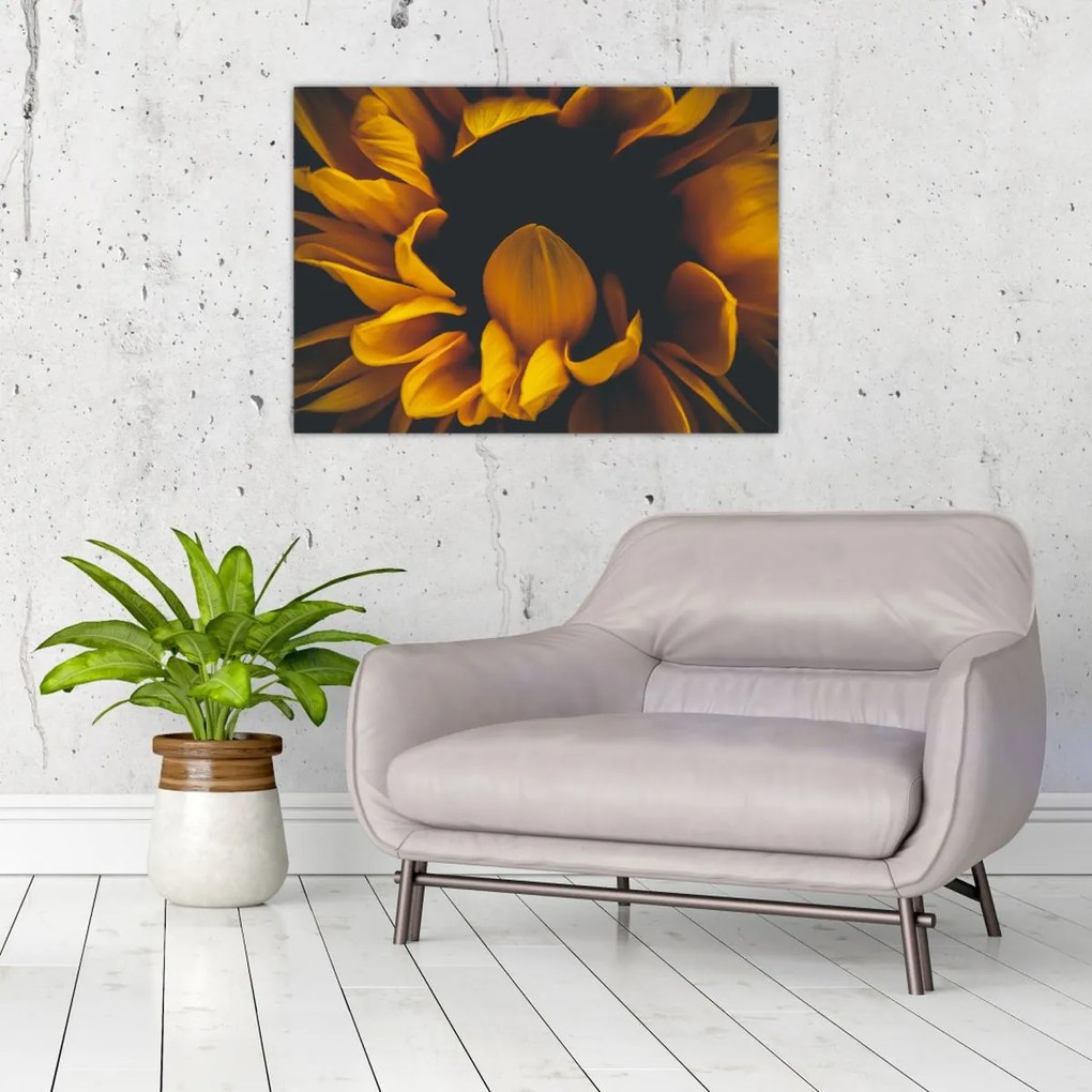 Tablou - Floarea-soarelui în fundal negru (70x50 cm)