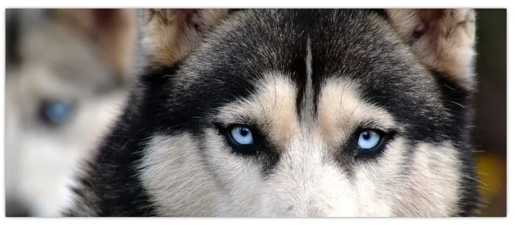 Tablou cu câinele husky (120x50 cm)
