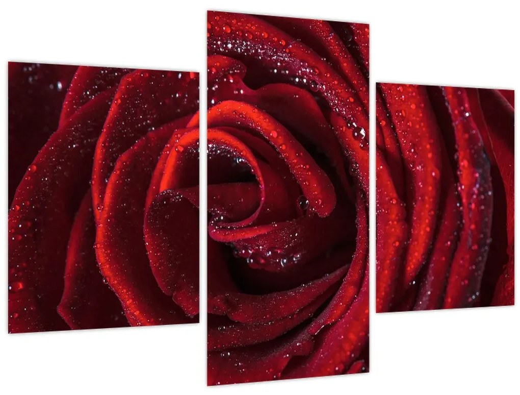 Tablou - Trandafir roșu cu picături de rouă (90x60 cm)