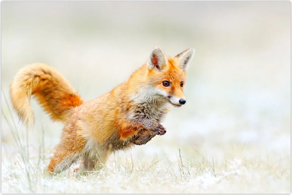 Tablou - Vulpe care sare (90x60 cm)