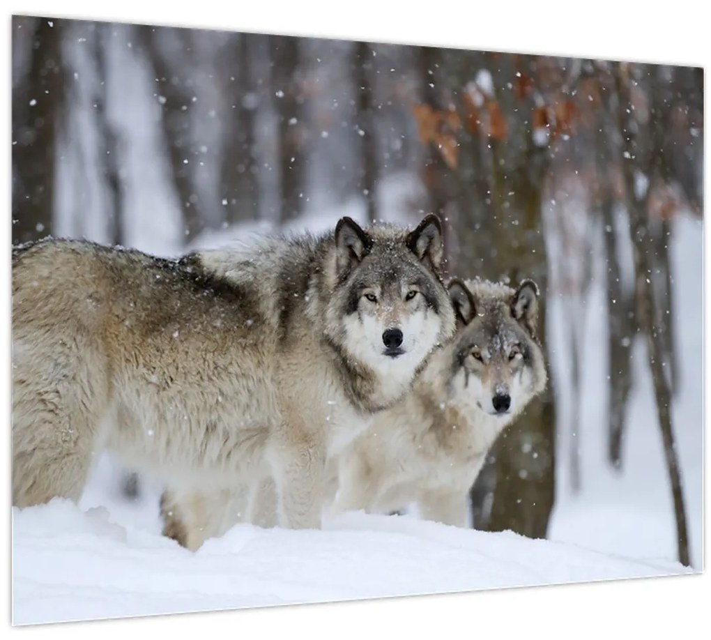 Tablou - Lupii în timpul iernii (70x50 cm)