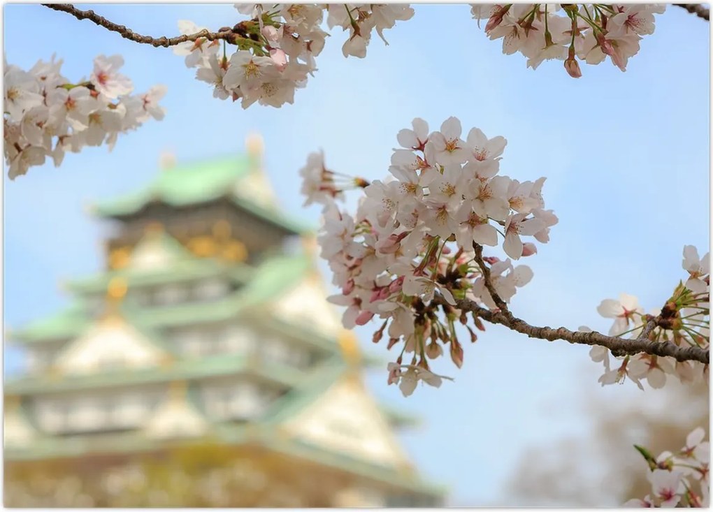 Tablou - Sakura (70x50 cm)