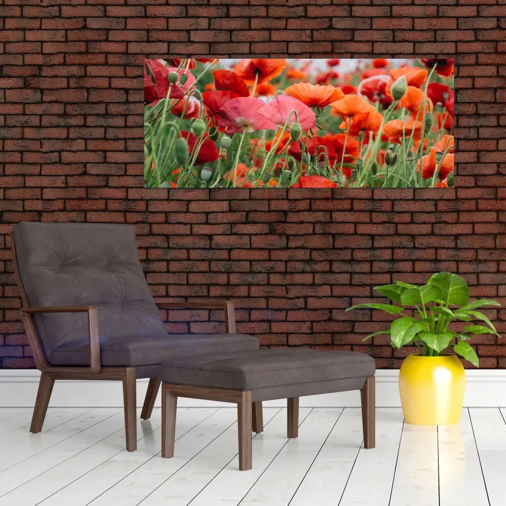 Tablou din câmp cu maci (120x50 cm)