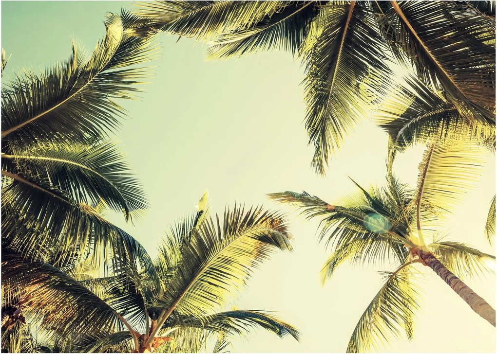 Tablou - Palmieri de cocos (70x50 cm)