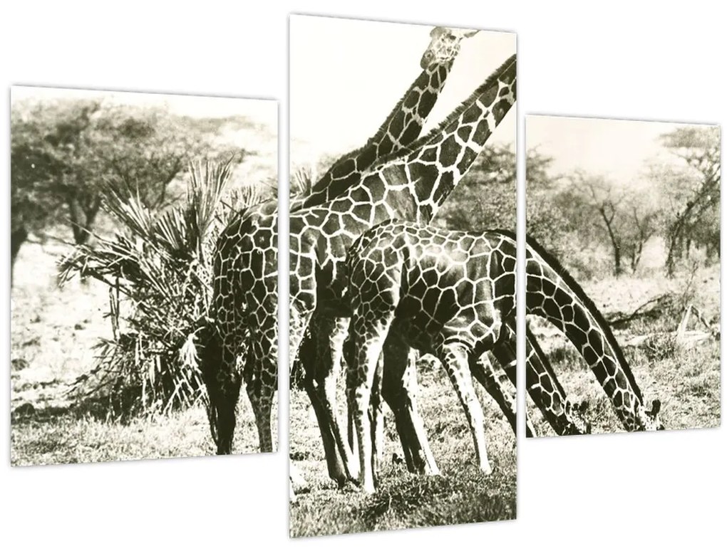 Tablou - Girafe, de epocă (90x60 cm)