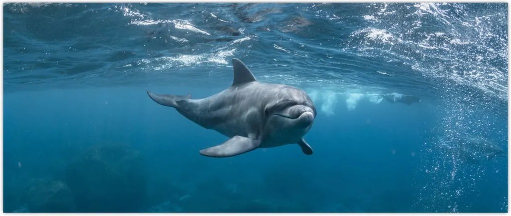 Tablou - Delfin sub apă (120x50 cm)