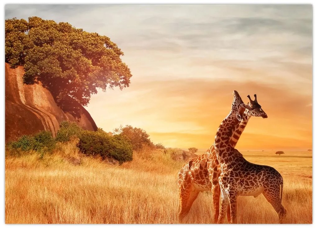 Tablou Girafe în Africa (70x50 cm)