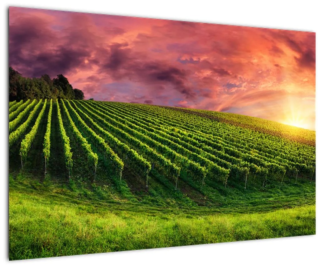 Tablou cu vie cu cerul color (90x60 cm)