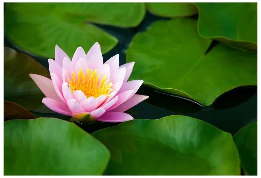 Fototapet Floare de lotus