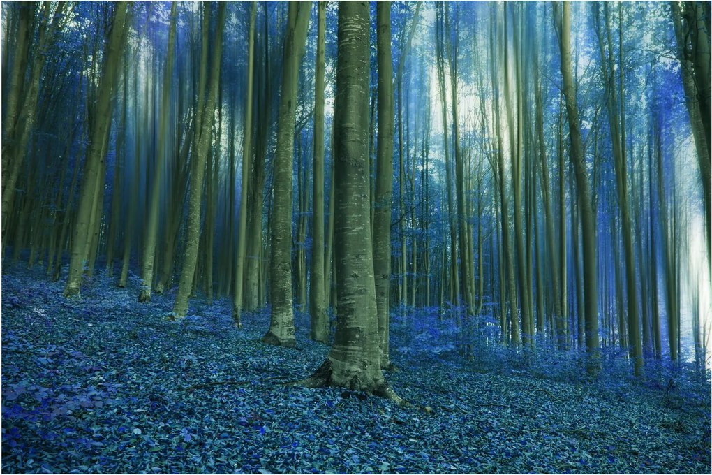 Tablou - Pădure albastră (90x60 cm)